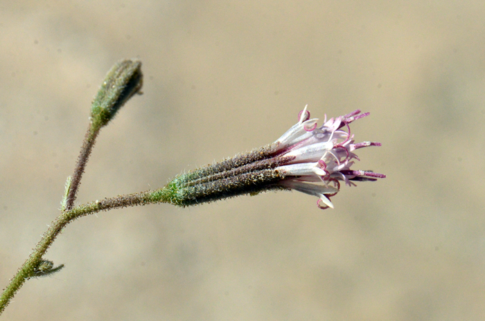Desert Palafox has white, light pink or flesh colored flowers, with few to many flowering heads depending on winter rainfall. Palafoxia arida var. arida